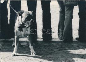 cca 1980 Giltán Tivadar: Engem nem érdekel, pecséttel jelzett vintage fotóművészeti alkotás, 13x18 cm