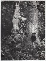 1961 Dunántúli fenyvesek, fenyőfákat csapolnak gyantagyártáshoz, vintage fotó, 23x17,5 cm