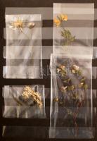 Préselt alpesi, magashegyi védett virágok gyűjteménye, celofán tasakban, 11 különböző