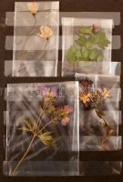 Préselt alpesi, magashegyi védett virágok gyűjteménye, celofán tasakban, 11 különböző