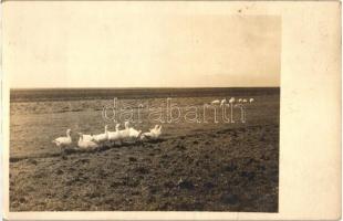 Gyergyószentmiklós, Gheorgheni; libák a mezőn, Szász István felvétele, Gheorgheni; geese on the field, photo