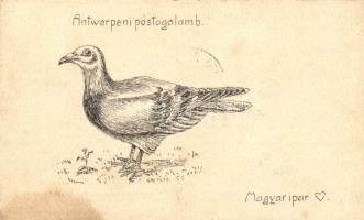 Antwerpeni postagalamb / Carrier pigeon from Antwerp (fl)