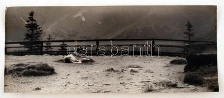 cca 1956 Réti Pál: Az Alpok őre, pecséttel jelzett vintage fotóművészeti alkotás, sarkán törésvonal, 7x39 cm