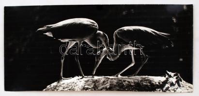 cca 1980 Kalocsai Rudolf: Ellenfényben, feliratozott vintage fotóművészeti alkotás, 18,5x40 cm