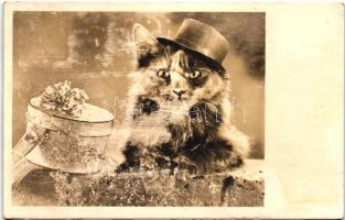 Cat in a hat, Amag No. 67795/2. (EK)