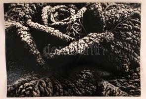 cca 1960 Medgyesi László: Káposzta földön, feliratozott vintage fotóművészeti alkotás, kiállítási emlékpecsétekkel, 29,5x40 cm