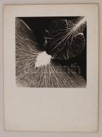 cca 1975 Csúri J.: Fotogram, feliratozott vintage fotóművészeti alkotás, farost lemezre kasírozva, 22x22 cm-es kép 39x29 cm-es fotópapíron