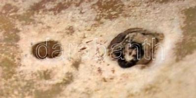 Ezüst (Ag.) fogpiszkálótartó, jelzett, mesterjeggyel, m:6,5 cm nettó:45 g