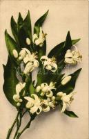 Flowers, Martin Rommel & Co. No. 614.
