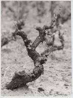 cca 1960 Orbán József tapolcai fotóművész hagyatékából jelzés nélküli vintage fotó, 20x15 cm