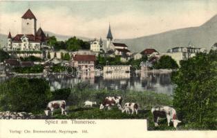 Spiez am Thunersee / general view with cows