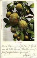 Citrons / Lemon, Dr. Trenkler Co. No. 18495 (EB)