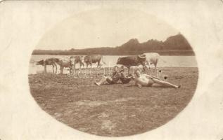 Napfürdőző urak, napfürdőző szarvasmarhák / sunbathing cows, sunbathing men, photo (EK)