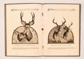 1924 Jonas Brothers(USA) - Taxidermy as an Art(állatpreparátori kiadvány sok képpel), belül több hel...