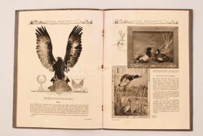 1924 Jonas Brothers(USA) - Taxidermy as an Art(állatpreparátori kiadvány sok képpel), belül több hel...