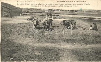 Thessaloniki, Le Battage de Blé a Armankeil / wheat threshing, folklore (probably from postcard booklet)