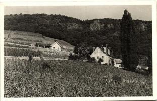 Badacsony, Kisfaludy és Szegedy Róza háza, szőlőtőkék (EK)