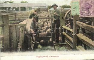 Australia, Dipping sheep