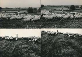 cca 1980 A falu juhászának legkisebb leánya, 4 db finoman erotikus vintage fotó, 9x14 cm / 4 erotic photos, 9x14 cm