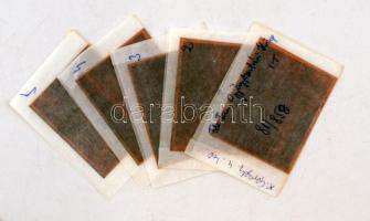 1981 Budapest, X. ker., Gergely u. 40. GYÓGYSZERTÁR kívül-belül, 5 db professzionális minőségű, szab...