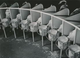 cca 1966 Agárd, Állami Gazdaság, Elza major, borjak modern  neveldéje, vintage fotó, 17x23,5 cm