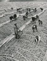 1970 Dánszentmiklós, a Micsurin TSz salátatermelő fóliás földje, vintage fotó, 22,5x17,5 cm