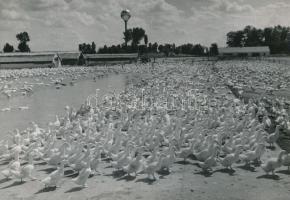 cca 1962 Helvécia, az Állami Gazdaság kacsa neveldéje, vintage fotó, 16,5x24 cm