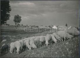 Katkó István: Legelésző birkacsorda, jelzetlen fotó, 15,5x21,5 cm