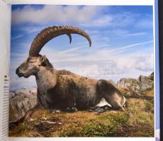 Az év természetfotói 2002. Főszerk.: Cox, Rosamund Kidman. Bp., 2002, Alexandra. Kartonált papírköté...