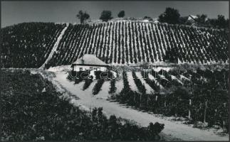 cca 1975 Gebhardt György (1910-1993): Szekszárdi táj, feliratozott, aláírt vintage fotóművészeti alkotás,15x24 cm