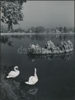 cca 1972 Gebhardt György (1910-1993): Hattyúk tava, aláírt vintage fotóművészeti alkotás, 24x18 cm