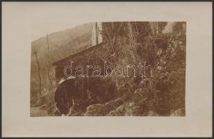 1917 Vízimalom az I. vh. idején, egy katona hagyatékában talált vintage, feliratozott fénykép, 9x13,5 cm