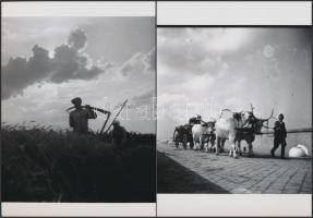 cca 1935 Békéscsaba határában készült felvételek, Thöresz Dezső (1902-1963) békéscsabai fotóművész h...