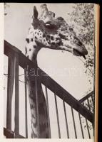 Magyar fényképezés 1939. Bp., Officina Nyomda és Kiadóvállalat. Javított kartonált kötés, kopottas á...