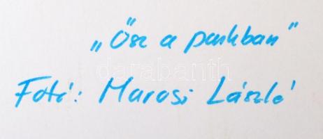 Marosi László: Ősz a parkban, jelzetlen fotó, 31x40 cm