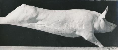 cca 1970 Disznó, amikor már nagyon fél, 2 db vintage fotó, 24x10 cm és 24x17,5 cm