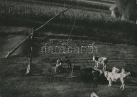 cca 1940 Gaál Margit: Itatás, jelzés nélküli vintage fotó, 17,5x24 cm