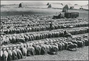 cca 1965 Még a birkák is taníthatóak ennivalójuk tervszerű adagolásával, vintage fotó, 16,5x23,5 cm