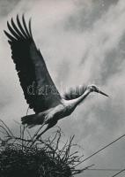 1968 Schütz István: Start, feliratozott vintage fotóművészeti alkotás, 23x17 cm