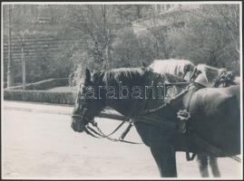 A Vár, dr. Szennik László hagyatékából fotók, 6db,  17x23cm