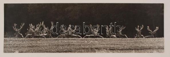 cca 1985 Berta Béla: Pihenő bikacsapat, feliratozott vintage fotóművészeti alkotás, kiállítási pecséttel, 12x38 cm