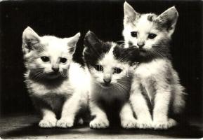 42 db MODERN motívumlap, változó minőségben; macskák / 42 modern motive cards, mixed quality; cats