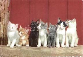 42 db MODERN motívumlap, változó minőségben; macskák / 42 modern motive cards, mixed quality; cats