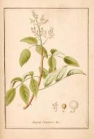 XIX. sz. eleje: 245 db fűszernövény és gyógynövény kézzel színezett rézmetszetes képe. A növények la...