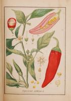 XIX. sz. eleje: 245 db fűszernövény és gyógynövény kézzel színezett rézmetszetes képe. A növények la...