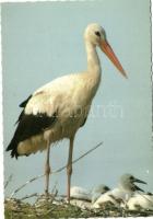 26 db MODERN motívumlap; madarak, közte 3 db Carte Maximum / 26 modern motive cards; birds