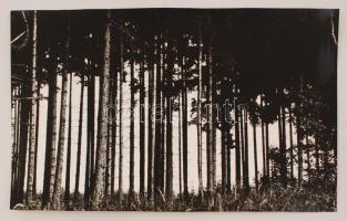 cca 1968 Kalocsai Rudolf: Fenyves, feliratozott vintage fotóművészeti alkotás, 25x40 cm