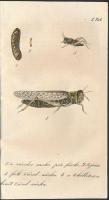 Értekezés a vándor sáskáról természetrajzi és status-gazdászati szempontból. Budán, 1848. M. kir. Eg...