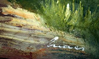 Olvashatatlan jelzéssel: Fák, olaj, vászon, 30x40cm