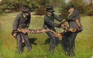 Handling a python, New York Zoological Park (fa)